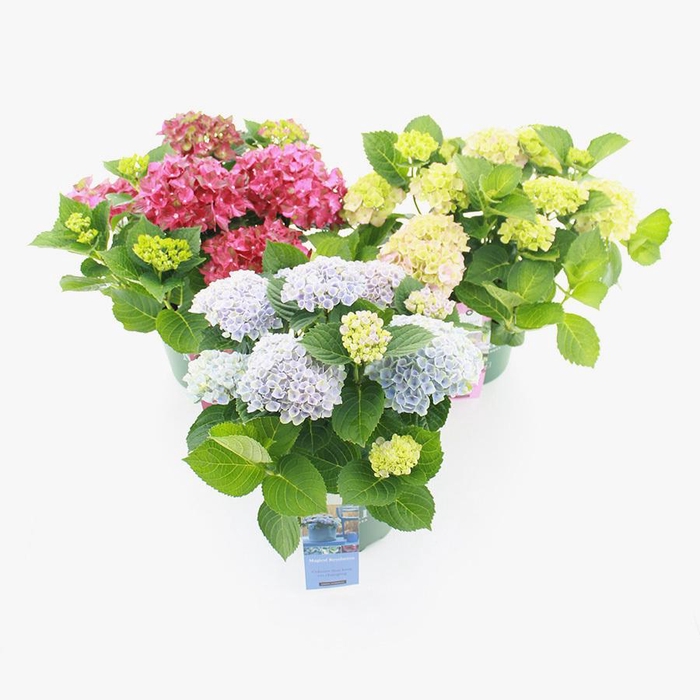 <h4>Hydrangea macr. Magical® MIX C5 (23cm.) Kn.</h4>