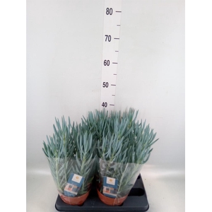 Curio ficoides 'Blues'