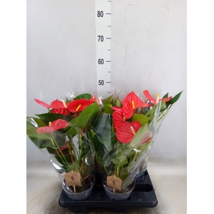 Anthurium andr. 'Casparo'