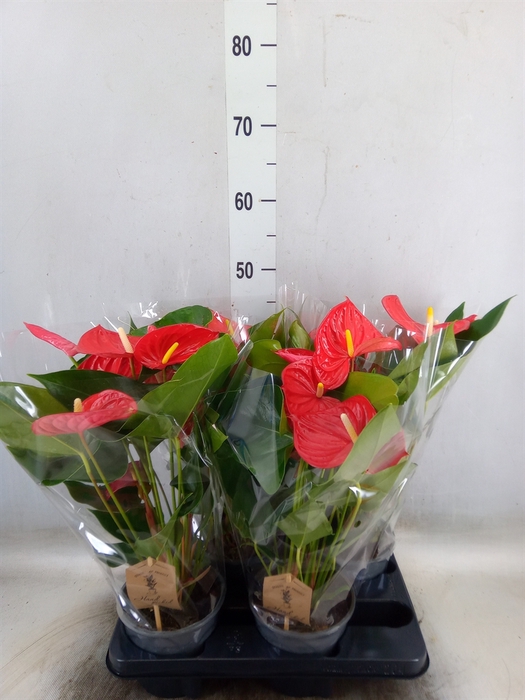 <h4>Anthurium andr. 'Casparo'</h4>