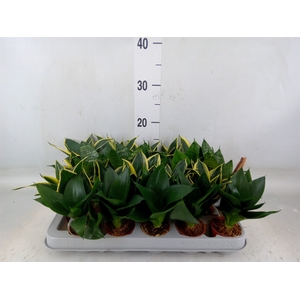 Sansevieria trifa. 'Hahnii'