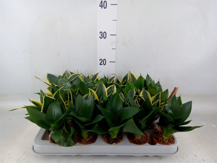 <h4>Sansevieria trifa. 'Hahnii'</h4>