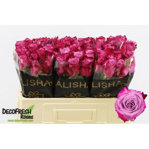R Gr Deep Purple Alisha
