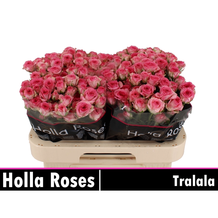 <h4>Tralala</h4>