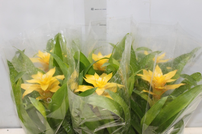 <h4>GUZM. AMARELA P12</h4>