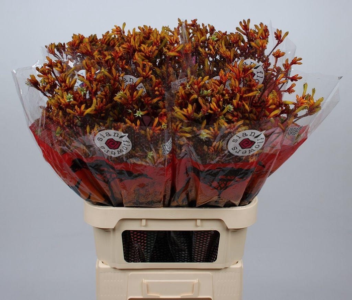 <h4>Anigozanthos Gold Fever</h4>