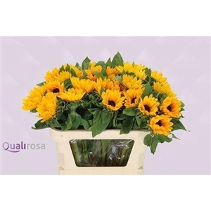 Helianthus Sunrich Orange