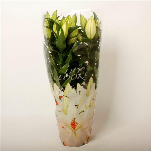 <h4>Lilium witte 19 cm oriëntal in potcoverhoes (or. lelie)</h4>