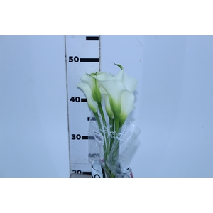 CALLA VENTURA 050 CM