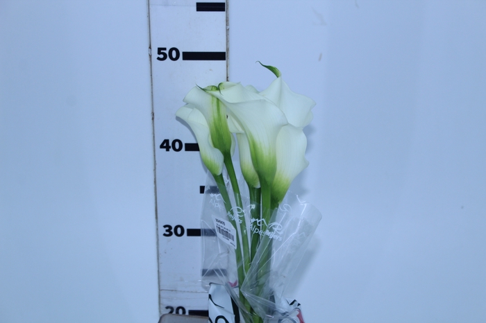 CALLA VENTURA 050 CM