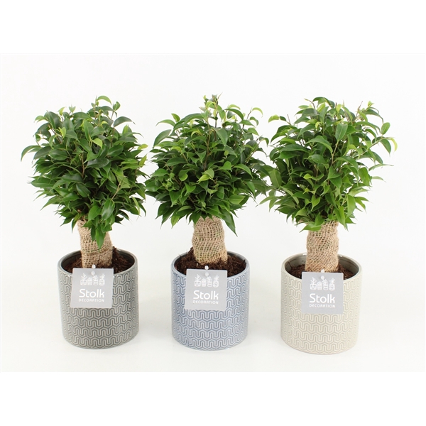 <h4>Ficus Benjamina Natasja in Gaia keramiek</h4>