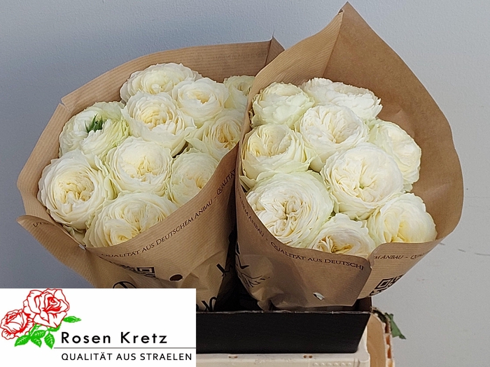 <h4>R GR LOTTI+</h4>