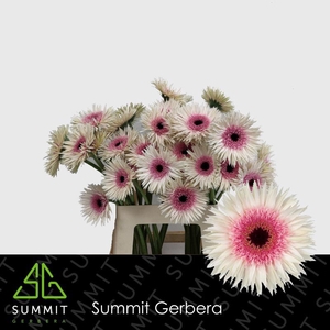 Gerbera Spider Stunt Lang Gelijk 56cm Water x40