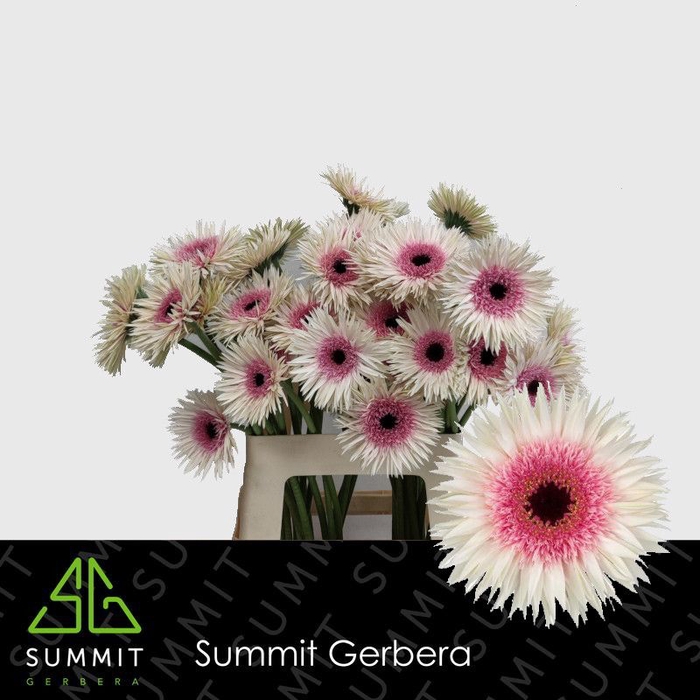 <h4>Gerbera Spider Stunt Lang Gelijk 56cm Water x40</h4>