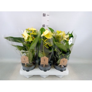 Anthurium andr. 'Vanilla'