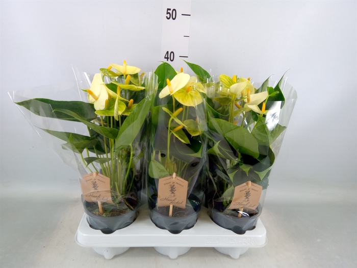 <h4>Anthurium andr. 'Vanilla'</h4>