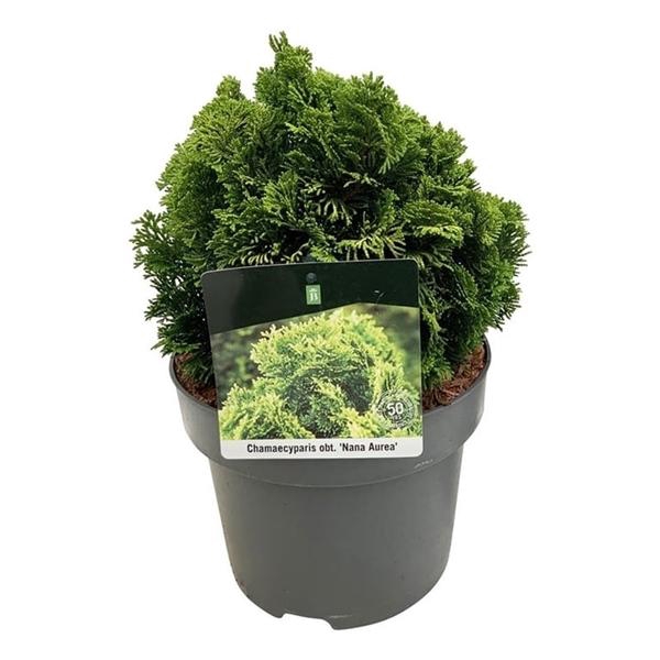 <h4>Chamaecyparis o. 'Nana Aurea'</h4>
