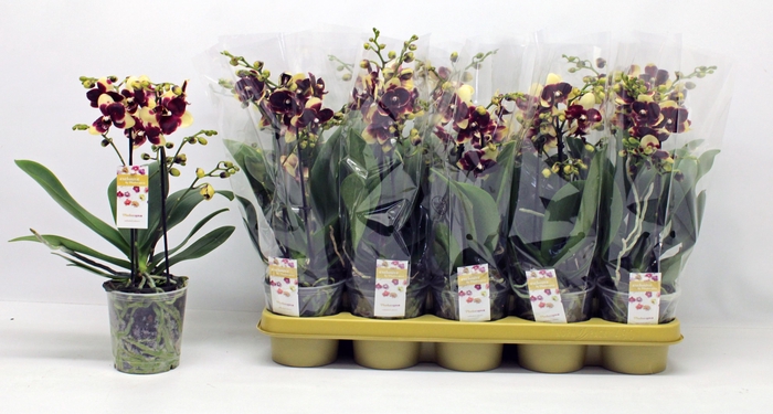 <h4>PHAL OV GEEL</h4>