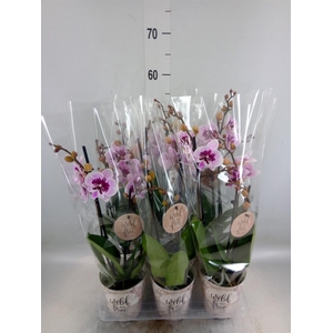 Phalaenopsis   ...