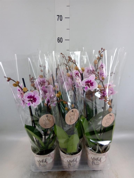 <h4>Phalaenopsis   ...</h4>