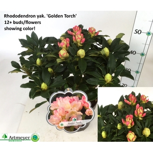 RHOD YA GOLDEN TORCH