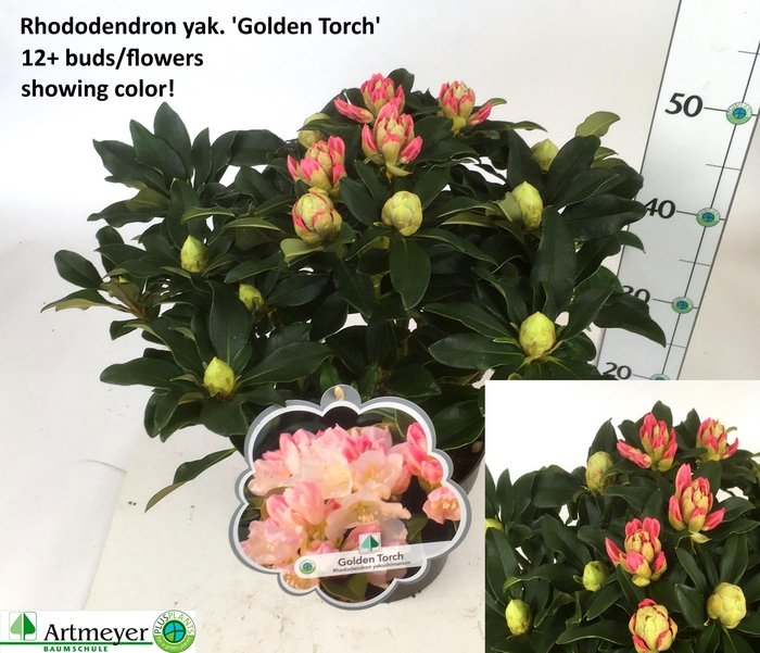 <h4>RHOD YA GOLDEN TORCH</h4>