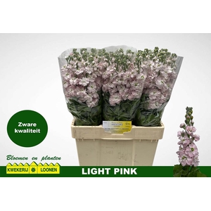 MATTH MILLA LIGHT PI