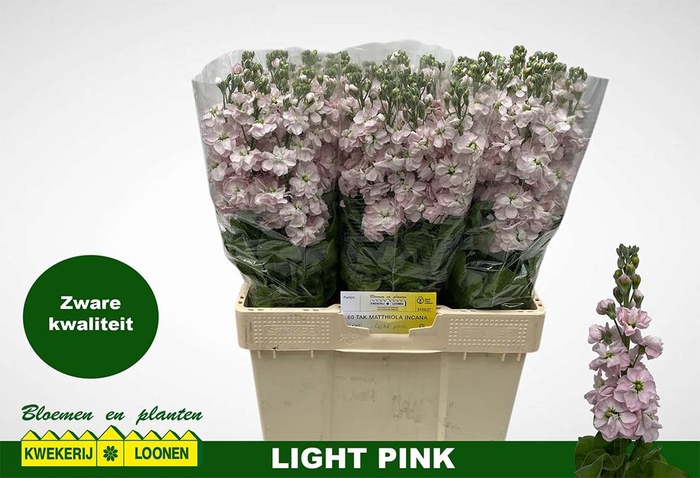 <h4>MATTH MILLA LIGHT PI</h4>