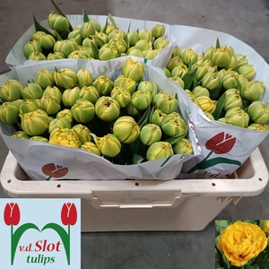 TU DU YELLOW POMPENE