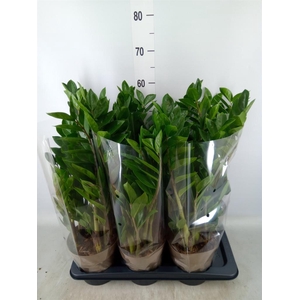 Zamioculcas zamiifolia