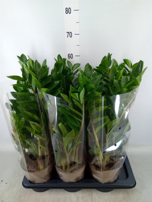 <h4>Zamioculcas zamiifolia</h4>