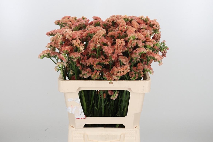 <h4>Lim S Royal Orange</h4>