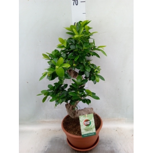 Ficus microcarpa 'Ginseng'