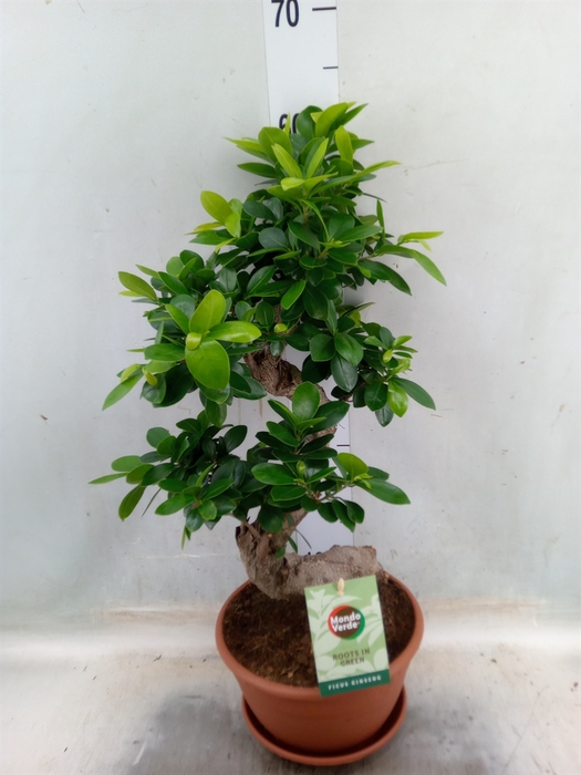 <h4>Ficus microcarpa 'Ginseng'</h4>