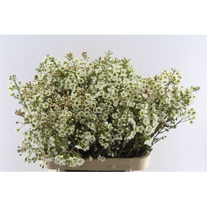 Chamelaucium Un Jenny Jane White