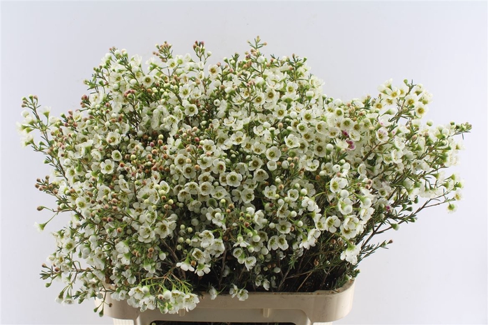 <h4>Chamelaucium Un Jenny Jane White</h4>