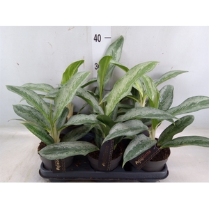 Aglaonema   ...