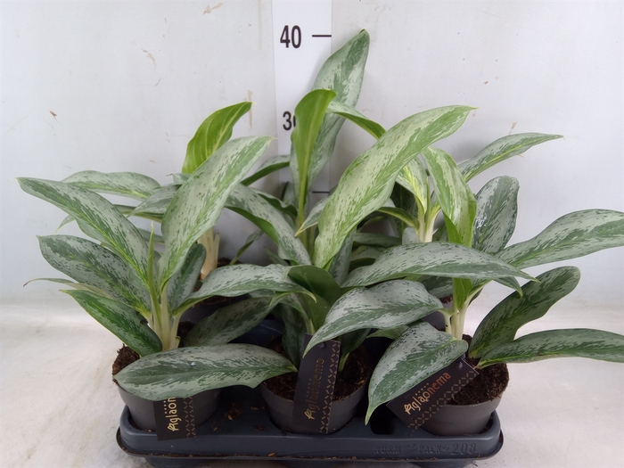 <h4>Aglaonema   ...</h4>