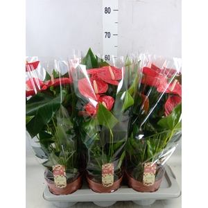 Anthurium andr. 'Felicita'