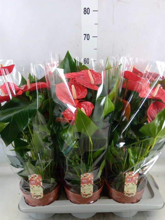 <h4>Anthurium andr. 'Felicita'</h4>
