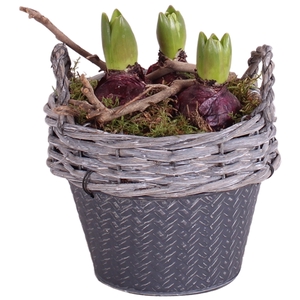 Bulbs Winter Arr. Hyacint Willow Basket round zinc bottomø16 3PP