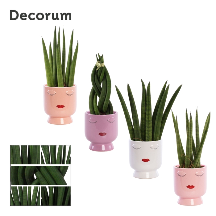 Sansevieria Cylindrica 6 cm mix in Dua Lipa (Party Love-collect.