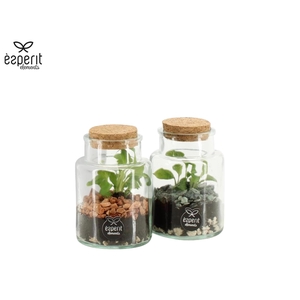 90833: Terrarium arrangement