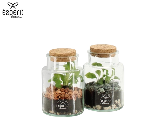 <h4>90833: Terrarium arrangement</h4>