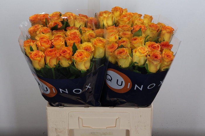 <h4>R Gr Trinidad</h4>