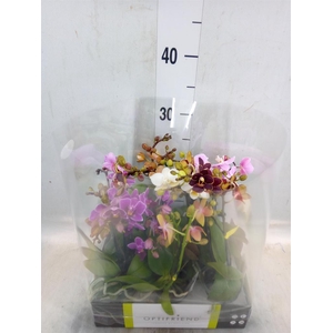 Phalaenopsis multi.   ...mix  5