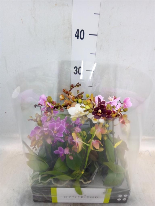 <h4>Phalaenopsis multi.   ...mix  5</h4>