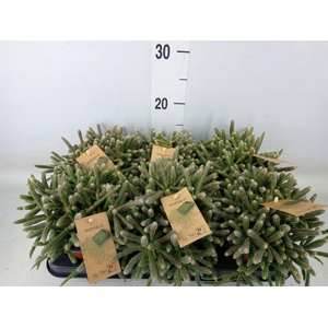 Rhipsalis baccifera subsp. horrida