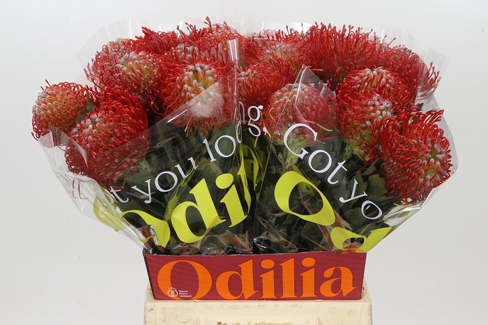 Nutans Ayoba Red