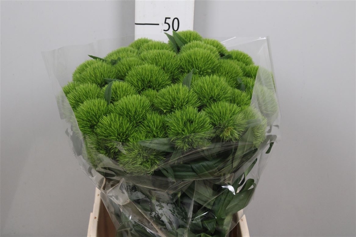 <h4>Di Barb Green Wicky</h4>
